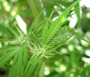 spider mites on marijuana plants