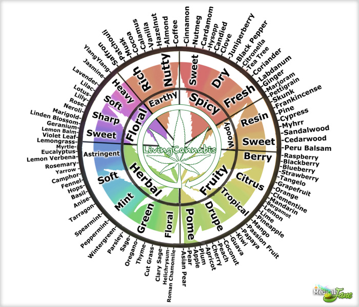 terpenes cannabis chemistry