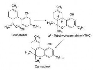 marijuana chemistry
