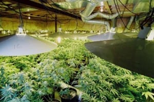 indoor marijuana growing