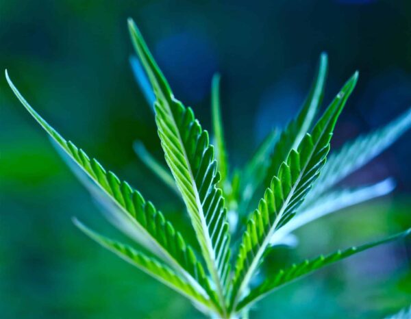 marijuana generator