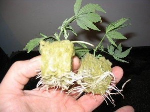 cannabis clones