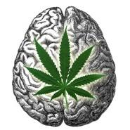 marijuana school online