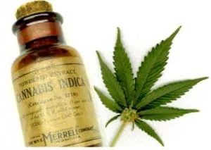 cannabis