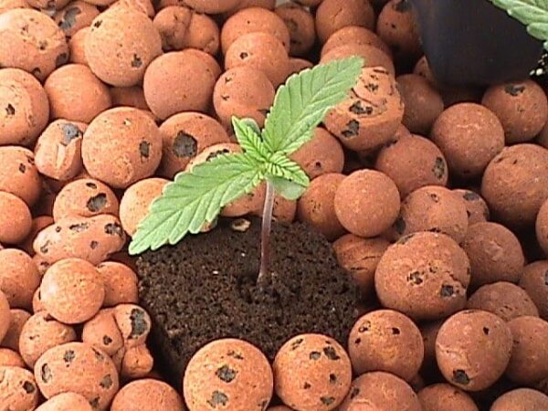 cannabis growing medium