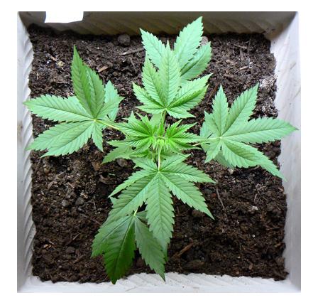 Stellar Cannabis plants