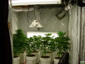 grow room