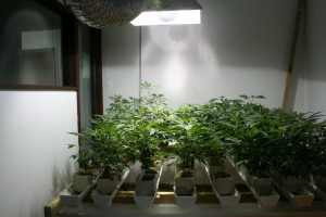 cannabis growing room
