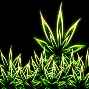 cannabis lighting