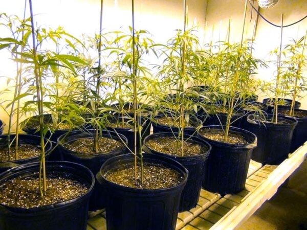 cannabis growing