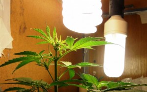 cannabis lighting