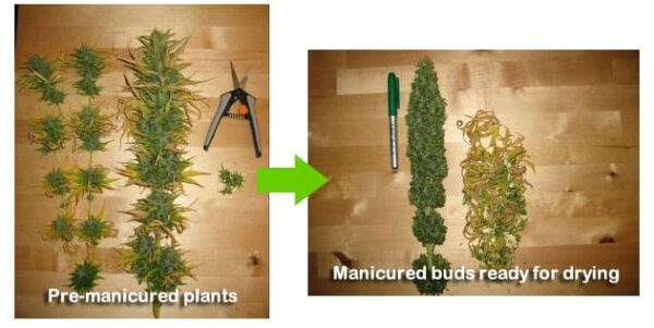 Cannabis Manicuring