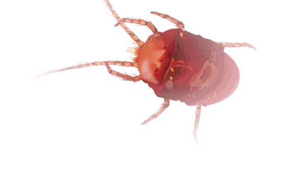Outdoor Cannabis Pests and Predators