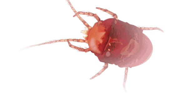 Outdoor Cannabis Pests and Predators