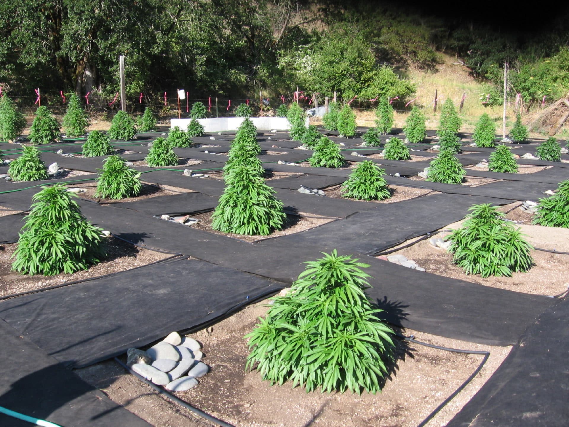Outdoor Marijuana Gardening GC