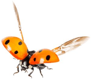 Pests-and-Predators