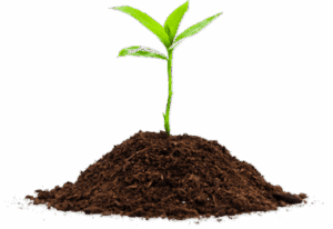 Cannabis Soil Amendments
