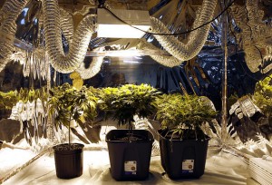 cannabis plants lighting