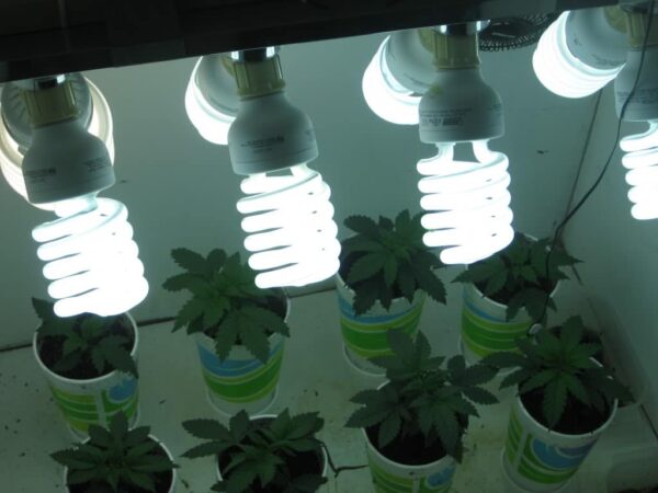 cfl lights for cannabis