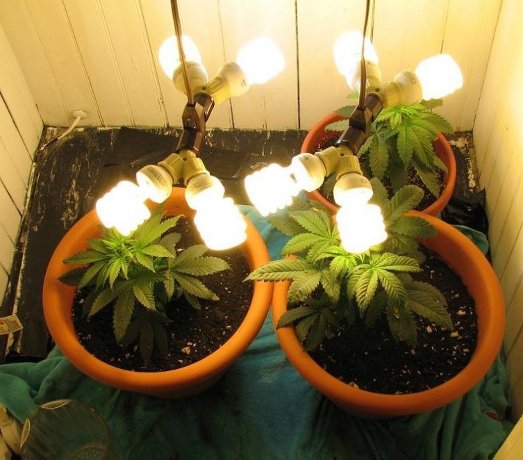 cfl lights for weed