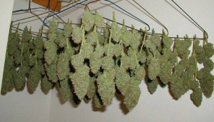 cannabis drying