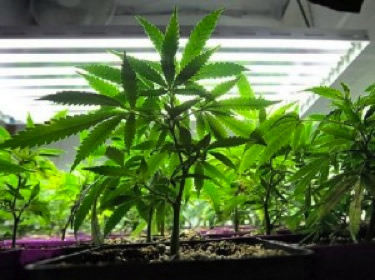 Marijuana Vegetative Growth