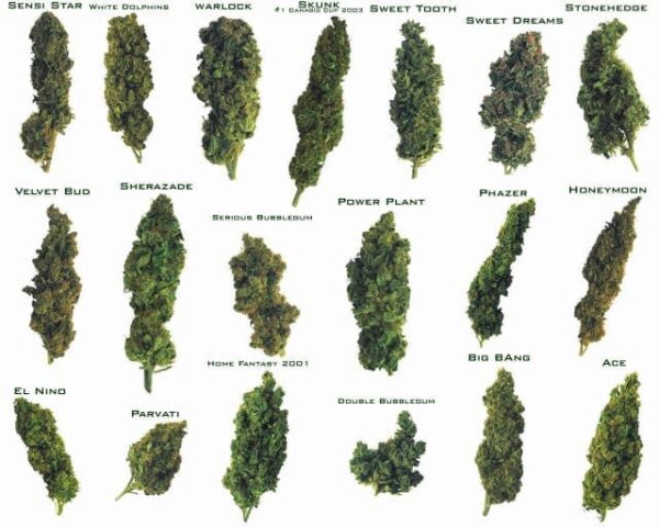 breeding cannabis