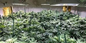 cannabis calendar