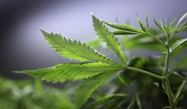 Cannabis Security