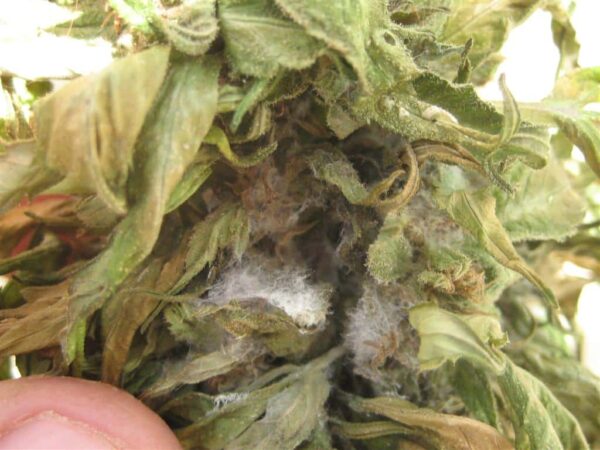 botrytis cannabis