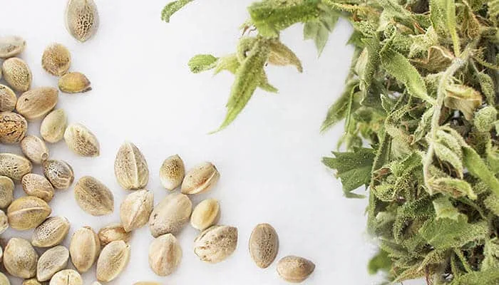 Cannabis Seeds & Growing More Female Plants  | Green CulturED