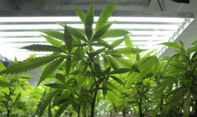 Cannabis Horticulture
