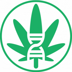 Cannabis Genetics