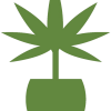Cannabis Horticulture