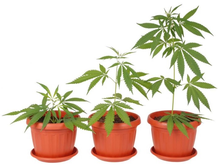Cannabis Grows Seasonally