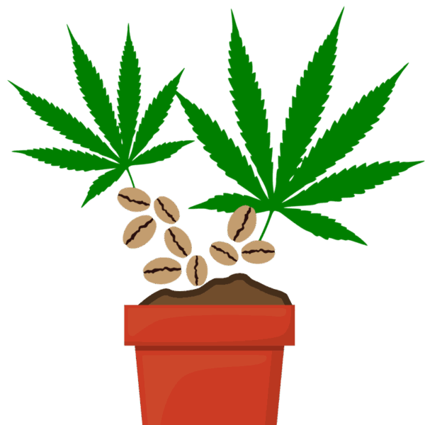 Cannabis Seeds