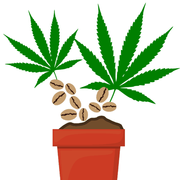 Cannabis Seeds