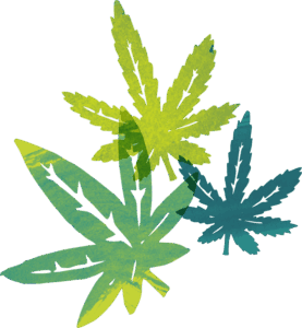Cannabis Breeding