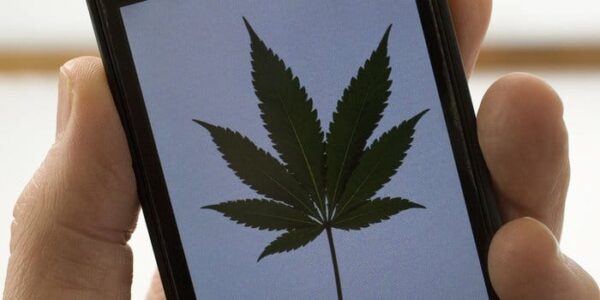 9 Questions To Ask Cannabis SME’s