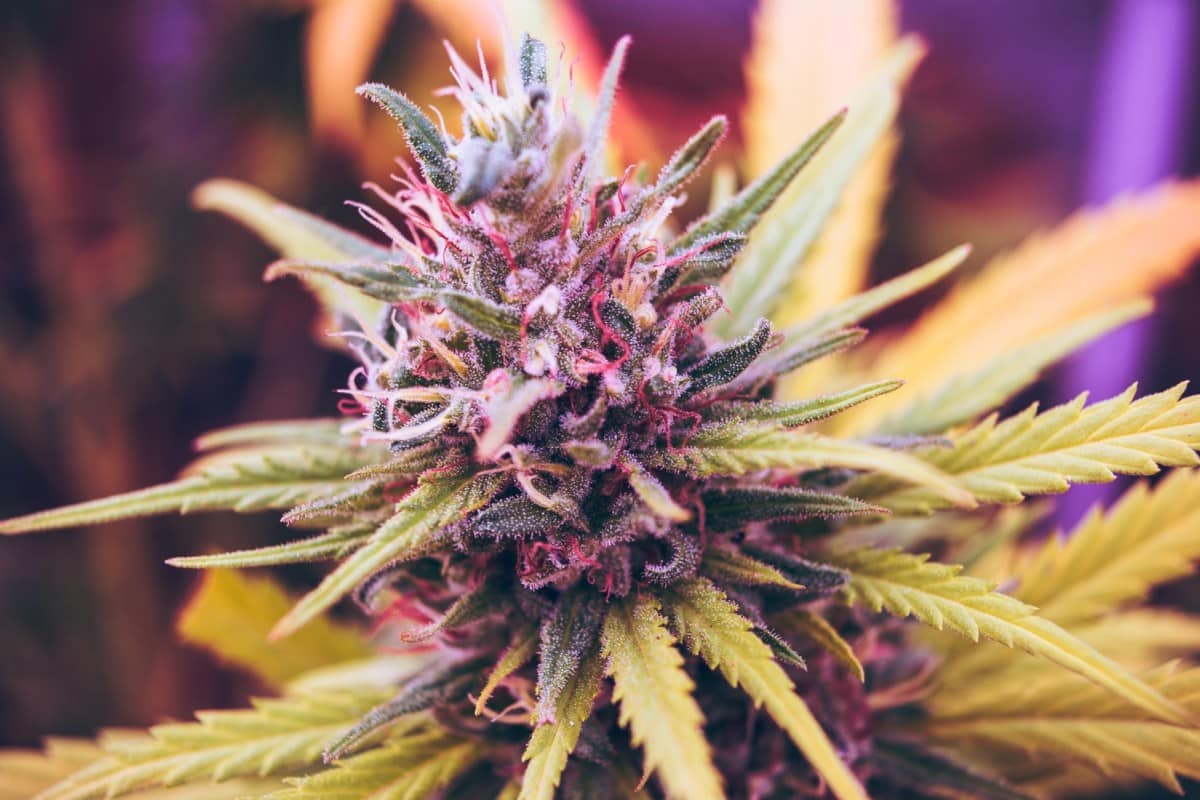 Open-Source Cannabis Breeding