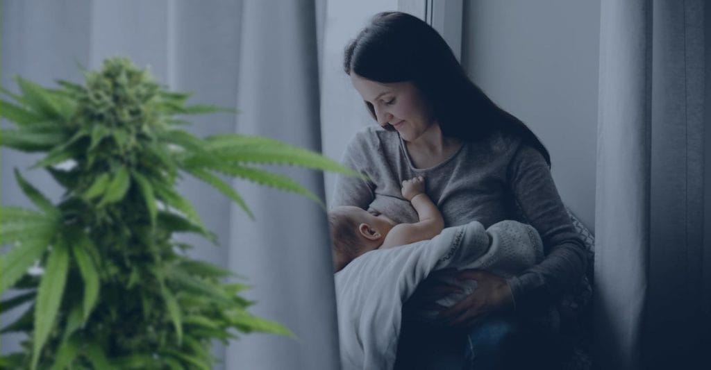 Breastfeeding & Using Cannabidiol (or CBD) 💬 Green CulturED