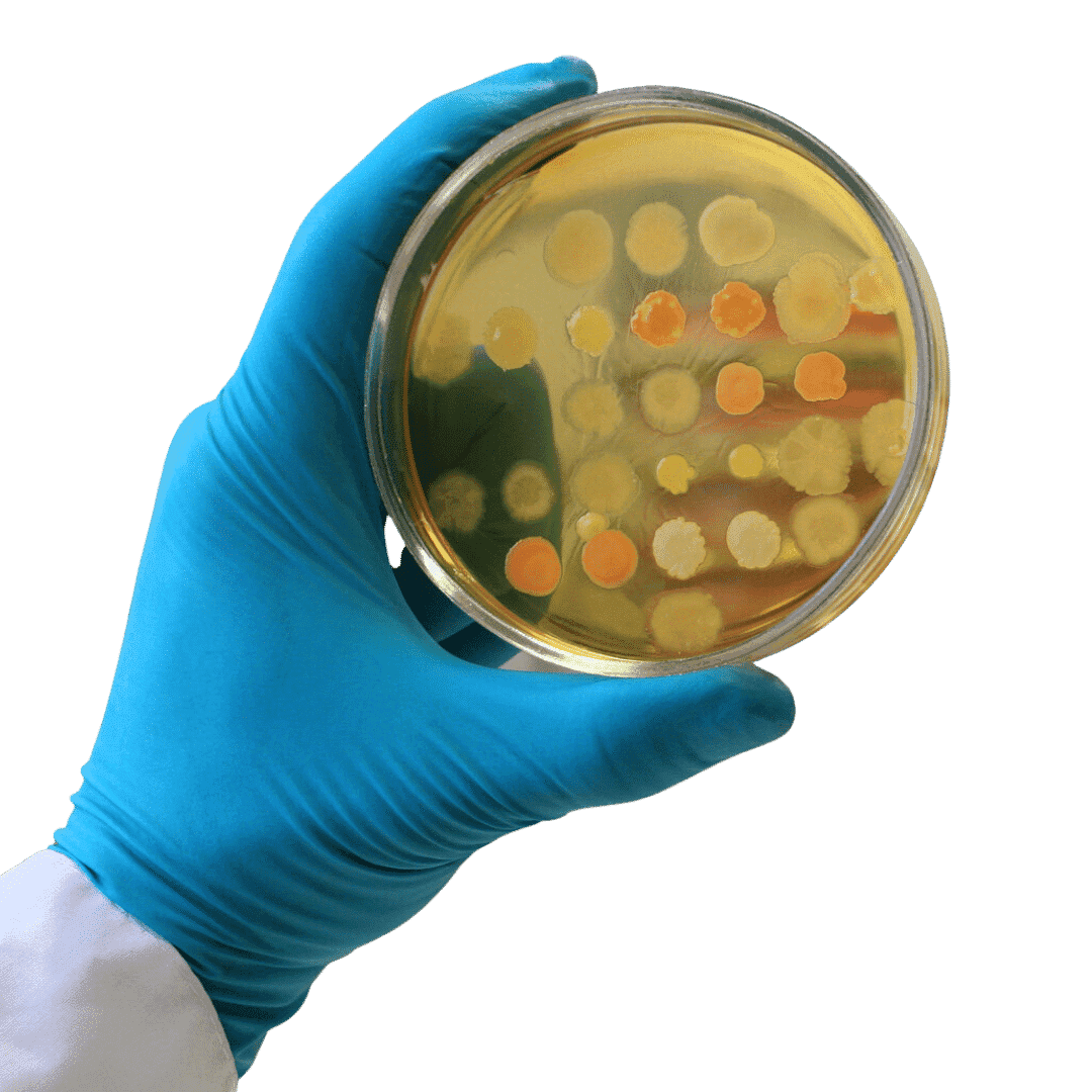 Bioburden Green CulturED