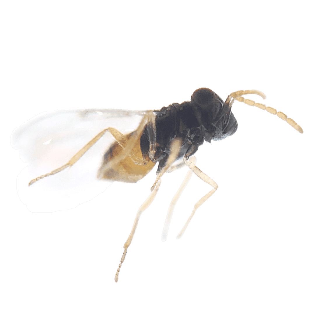 Encarsia Formosa Green CulturED