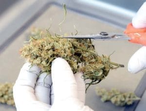 Close-up of hands wearing white gloves, trimming cannabis buds under bright lights.