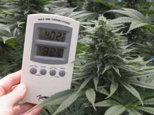 cannabis temperature