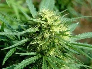 growing marijuana