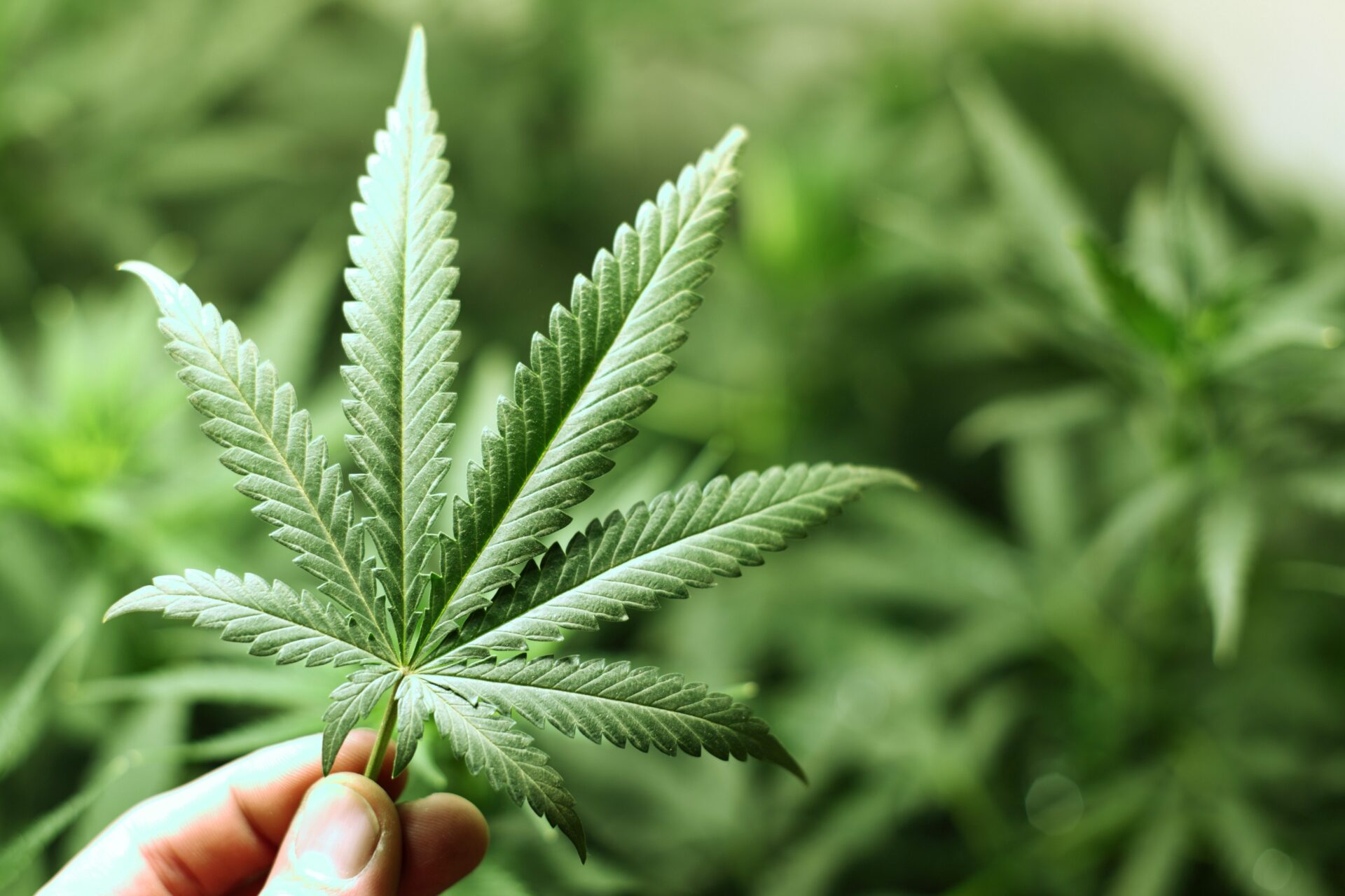 West Virginia Cannabis Industry Certification