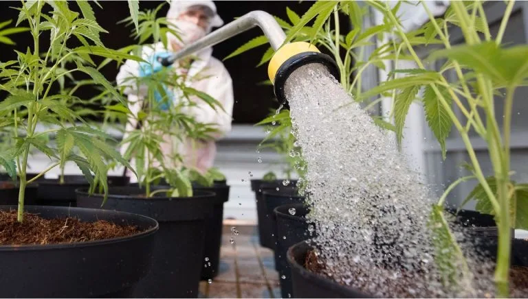Cannabis Plant Growth Processes