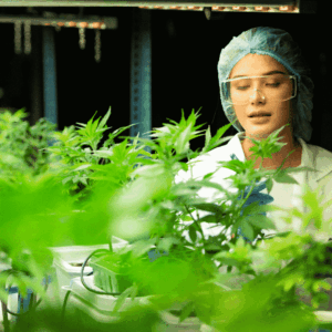Cannabis Cultivation