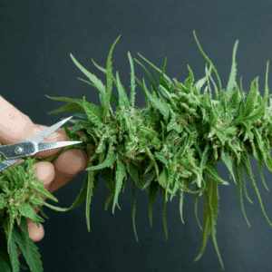 Worker wearing protective gear while trimming cannabis buds in a professional cultivation facility.